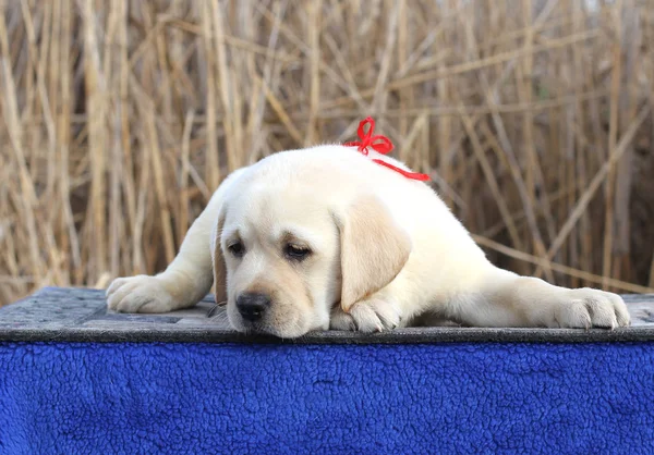 Mavi bir arka plan üzerinde küçük şirin labrador köpek yavrusu — Stok fotoğraf