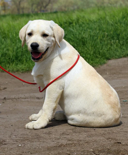 Amarillo feliz labrador cachorro en jardín —  Fotos de Stock