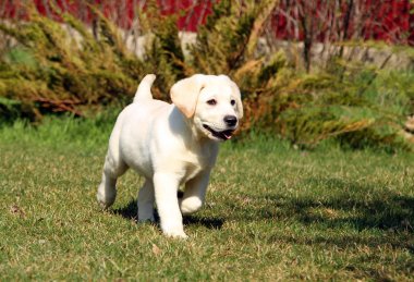 bahçede sarı mutlu labrador köpek yavrusu