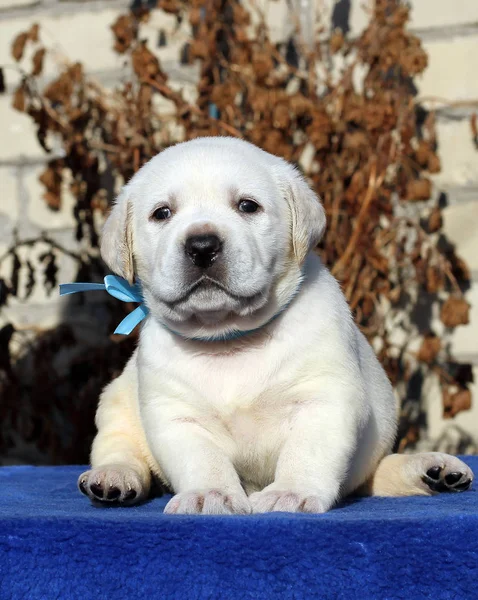 Un piccolo cucciolo labrador su sfondo blu — Foto Stock