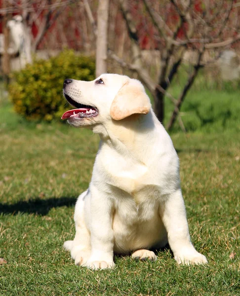 Gul söt glad labrador valp i trädgården — Stockfoto