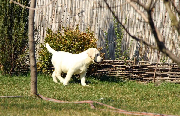 Een geel blij labrador puppy in de tuin — Stockfoto