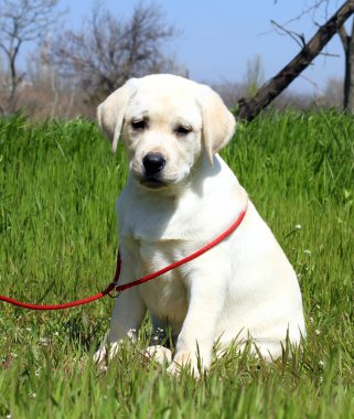 bahçede sarı bir mutlu labrador köpek yavrusu