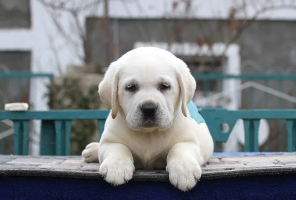 Malé labradorské štěně na modrém pozadí — Stock fotografie