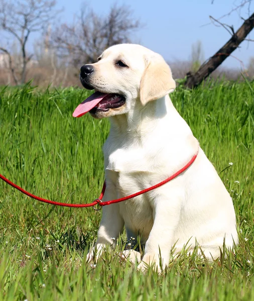 O cachorro labrador feliz amarelo no jardim — Fotografia de Stock