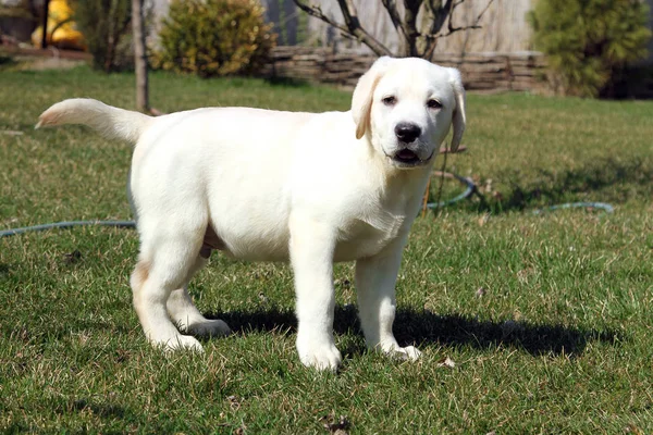 Um cachorro labrador feliz amarelo no jardim — Fotografia de Stock