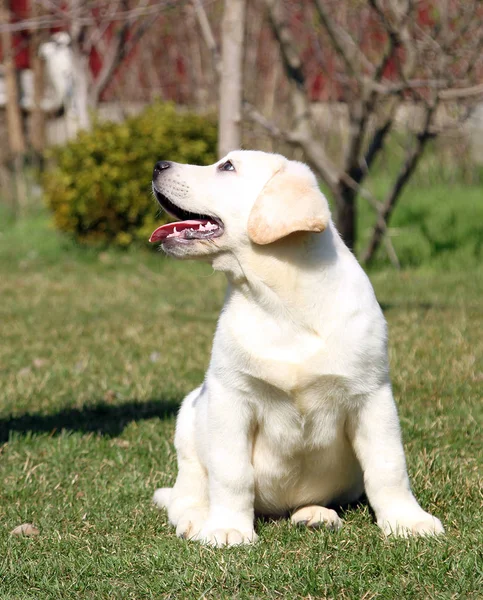 Amarillo feliz labrador cachorro en jardín — Foto de Stock