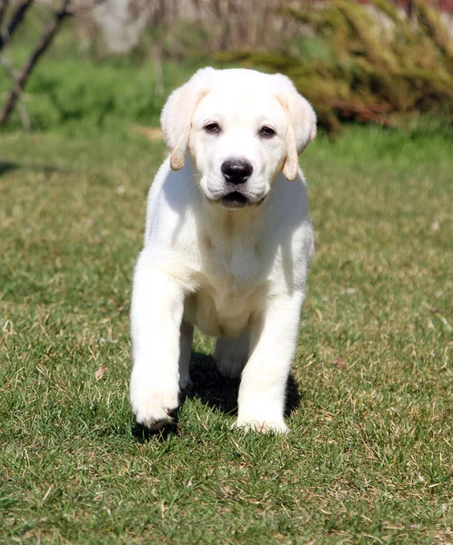 Den gule labradorvalpen i hagen – stockfoto