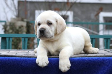 Mavi arka planda küçük bir labrador köpeği.