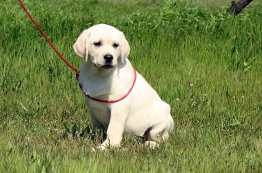 Sarı sevimli mutlu labrador köpek bahçede
