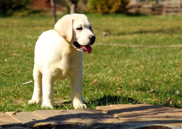 Un cachorro labrador feliz amarillo en el jardín —  Fotos de Stock