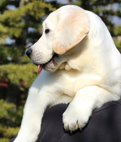 Ein kleiner süßer Labrador-Welpe auf einer Schulter — Stockfoto