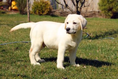 Sarı sevimli mutlu labrador köpek bahçede