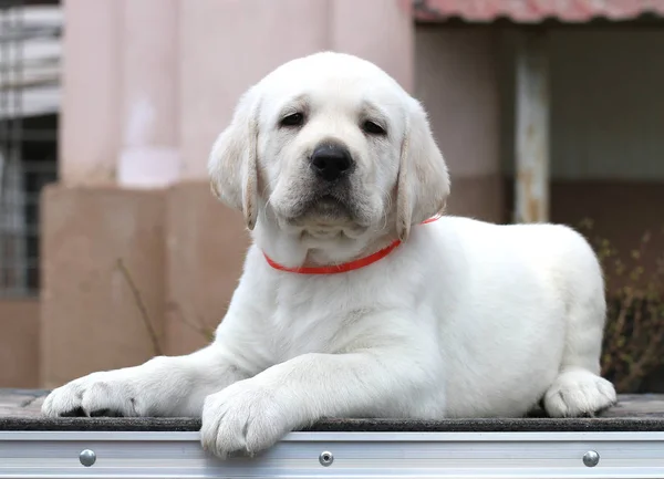 Kleine labrador pup op een grijze achtergrond — Stockfoto