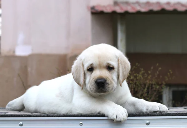 Pequeno filhote de cachorro labrador em um fundo cinza — Fotografia de Stock
