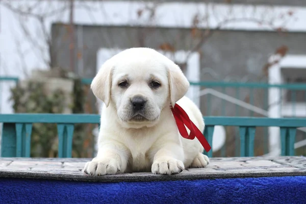 Mavi arka planda küçük bir labrador köpeği. — Stok fotoğraf