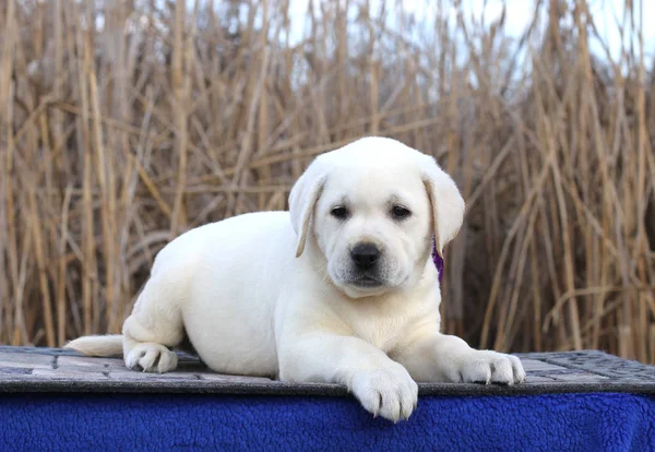 Mavi bir arka plan üzerinde küçük bir şirin labrador köpek yavrusu — Stok fotoğraf