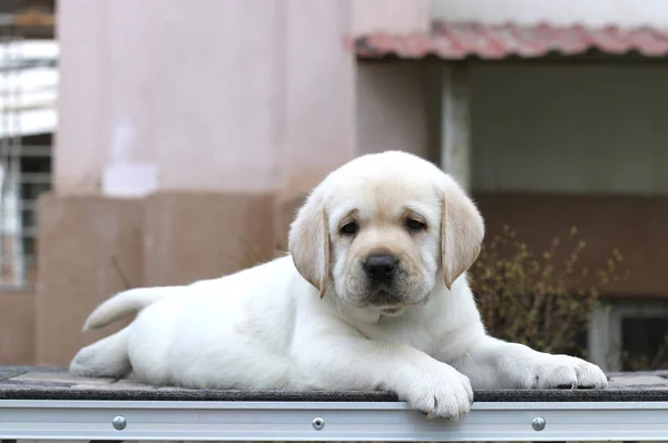 Gri bir arka plan üzerinde köpek labrador yavrusu — Stok fotoğraf