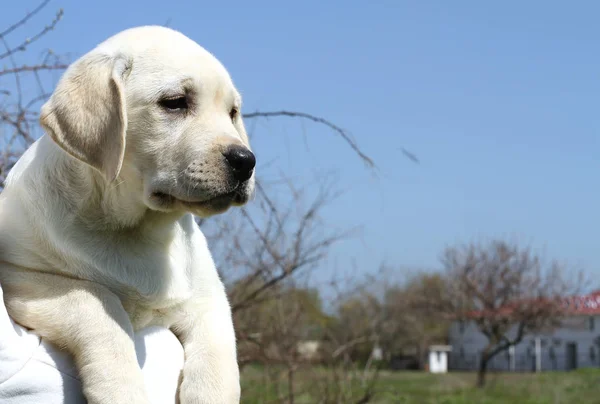 Cachorro labrador feliz amarelo no jardim — Fotografia de Stock