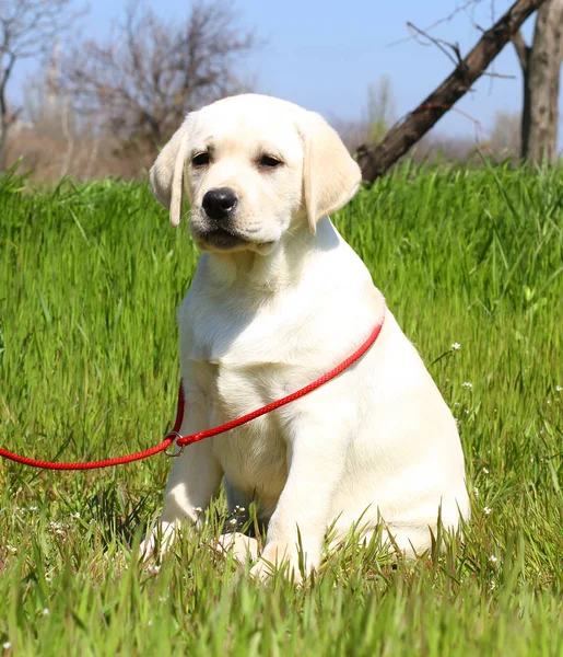 Žluté happy labrador štěně v zahradě — Stock fotografie