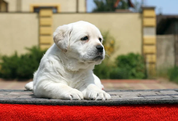 Pequeño cachorro labrador sobre fondo rojo — Foto de Stock