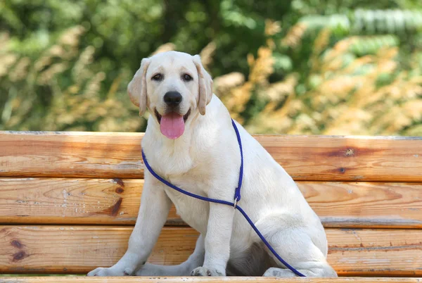 Petit chiot labrador dans le parc — Photo