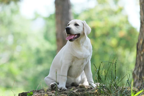 Um cachorrinho pequeno labrador no parque — Fotografia de Stock