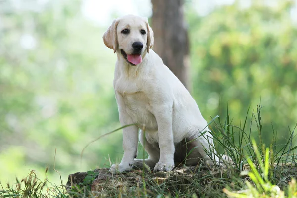 De kleine labrador pup in het park — Stockfoto