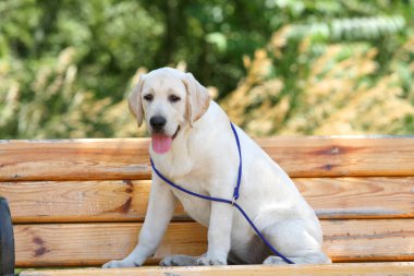 parkta köpek labrador yavrusu