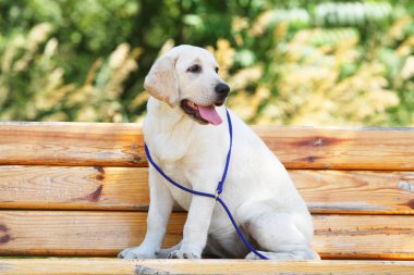 parkta köpek labrador yavrusu