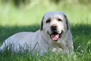 parkta sevimli sarı labrador