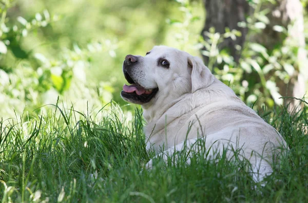 De schattige gele labrador in het park — Stockfoto