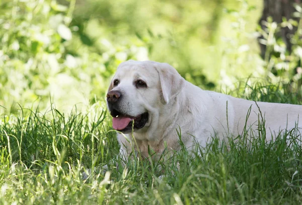 A cute yellow labrador in the park — Stock Photo, Image