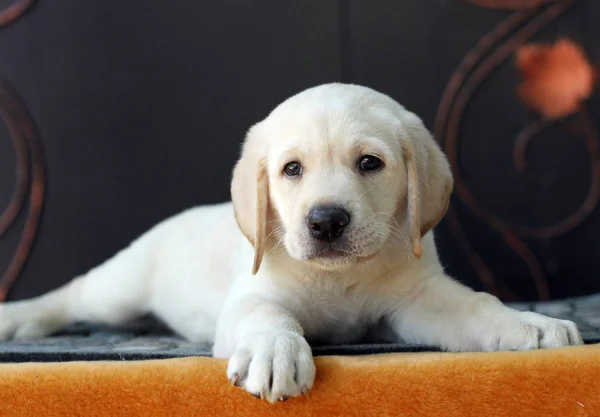 Pequeno filhote de cachorro labrador em um fundo amarelo — Fotografia de Stock