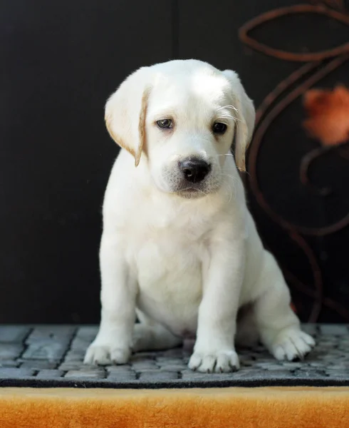 A little labrador puppy on a yellow background — Stock Photo, Image