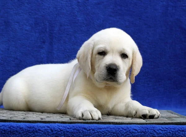 A little labrador puppy on a blue background — Stock Photo, Image