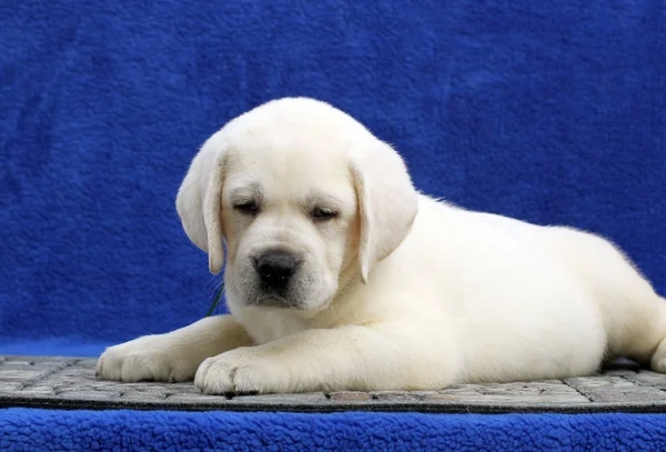 The little labrador puppy on a blue background — Stock Photo, Image