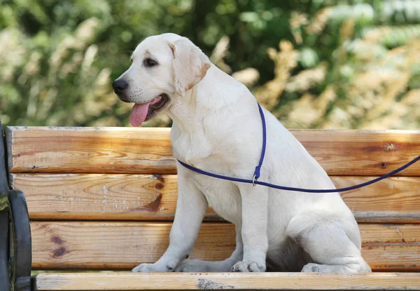 Un petit chiot labrador dans le parc — Photo