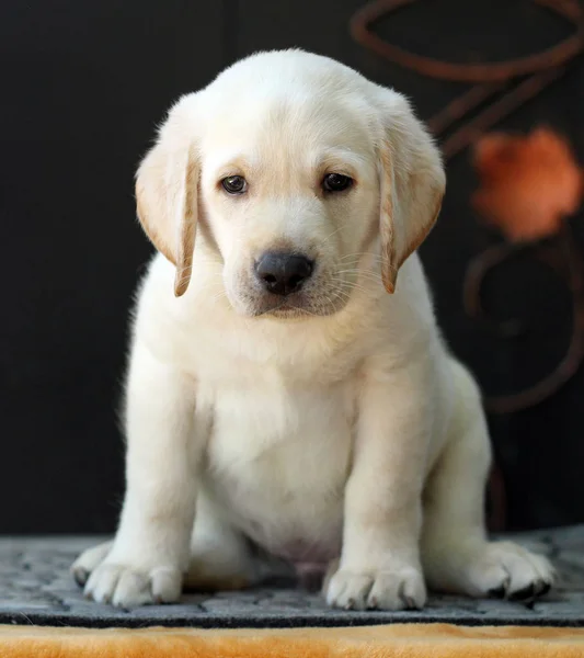 A little labrador puppy on a yellow background — Stock Photo, Image