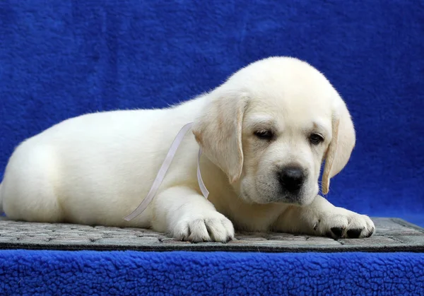 The little labrador puppy on a blue background — Stock Photo, Image