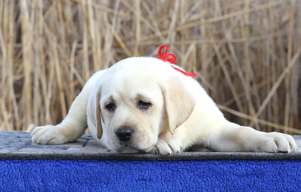 Um pequeno filhote de cachorro labrador bonito em um fundo azul — Fotografia de Stock