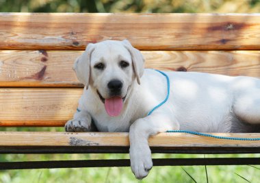 parkta labrador yavrusu