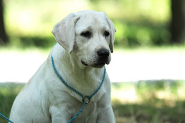 sevimli küçük labrador köpek parkta