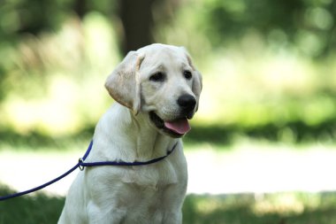 parkta köpek labrador yavrusu