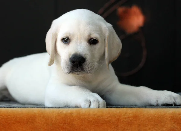 Um filhote de cachorro pequeno labrador em um fundo amarelo — Fotografia de Stock