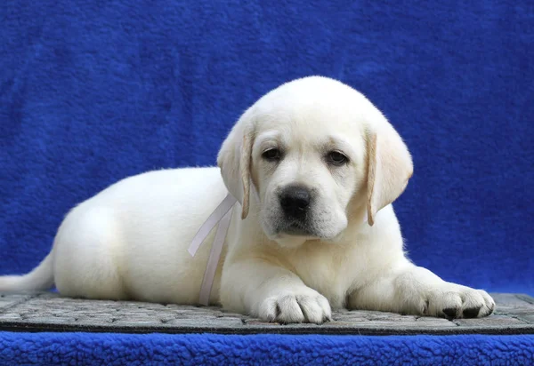 A little labrador puppy on a blue background — Stock Photo, Image