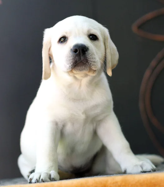 Der kleine Labrador-Welpe auf gelbem Hintergrund — Stockfoto