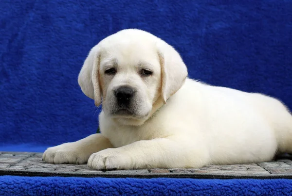 The little labrador puppy on a blue background — Stock Photo, Image