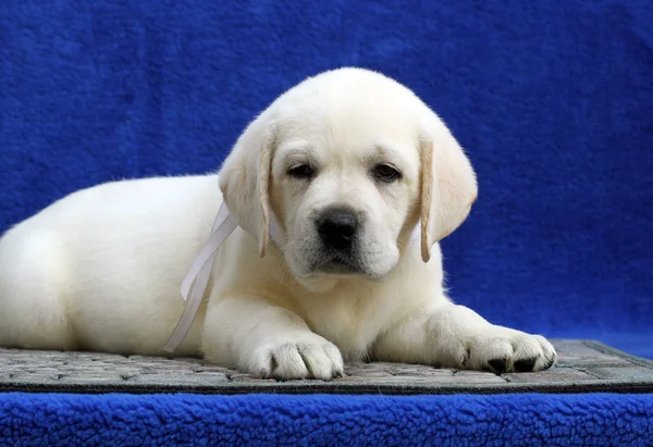 Een kleine labrador puppy op een blauwe achtergrond — Stockfoto