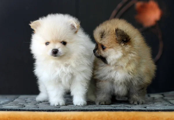 Два прелестных померанских щенка — стоковое фото